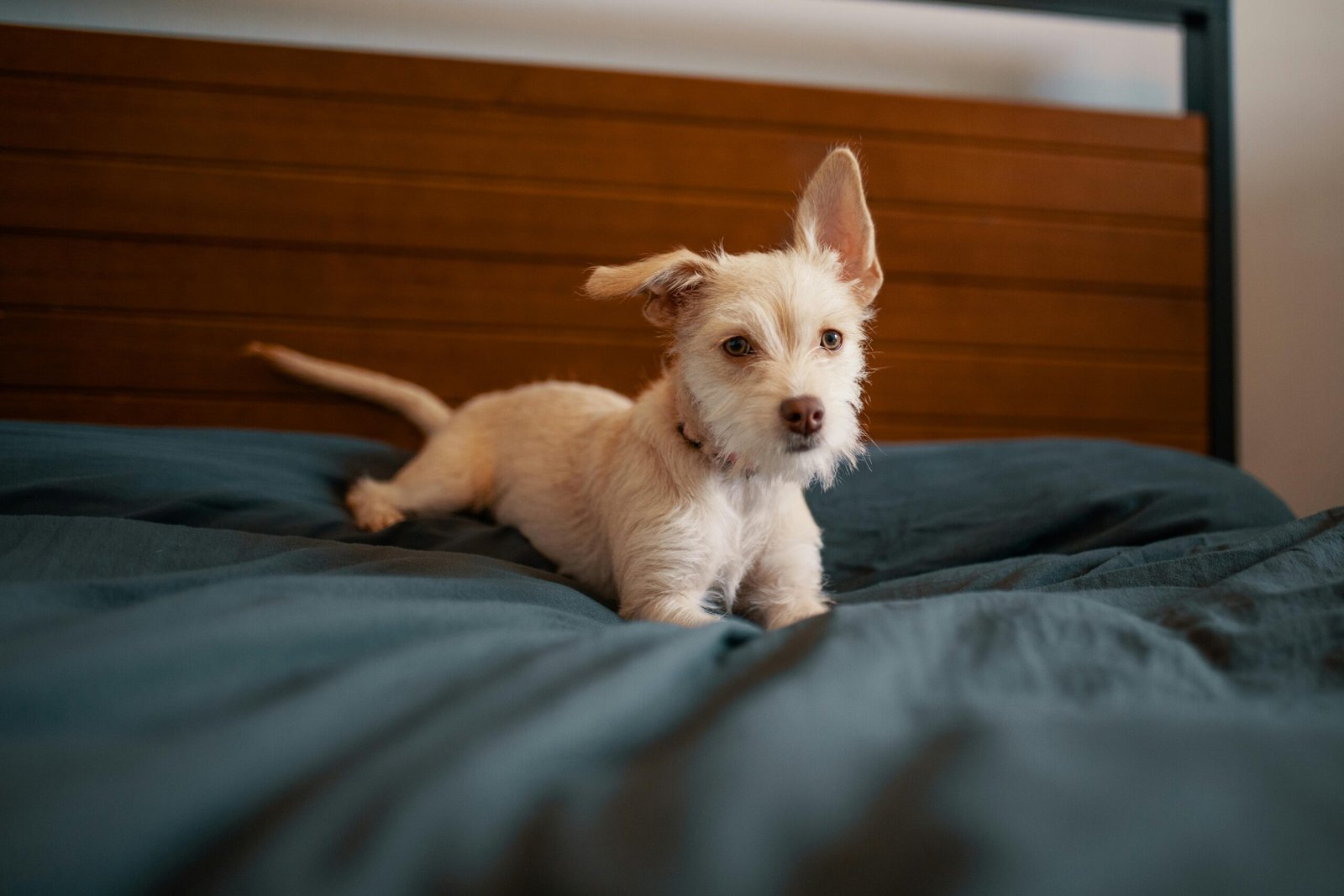 Adorable young dog lounging on a comfortable bed with a wooden headboard, showing playful curiosity.