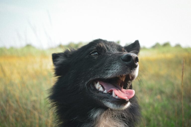 Close-up of a happy black dog with tongue out in a sunny field.