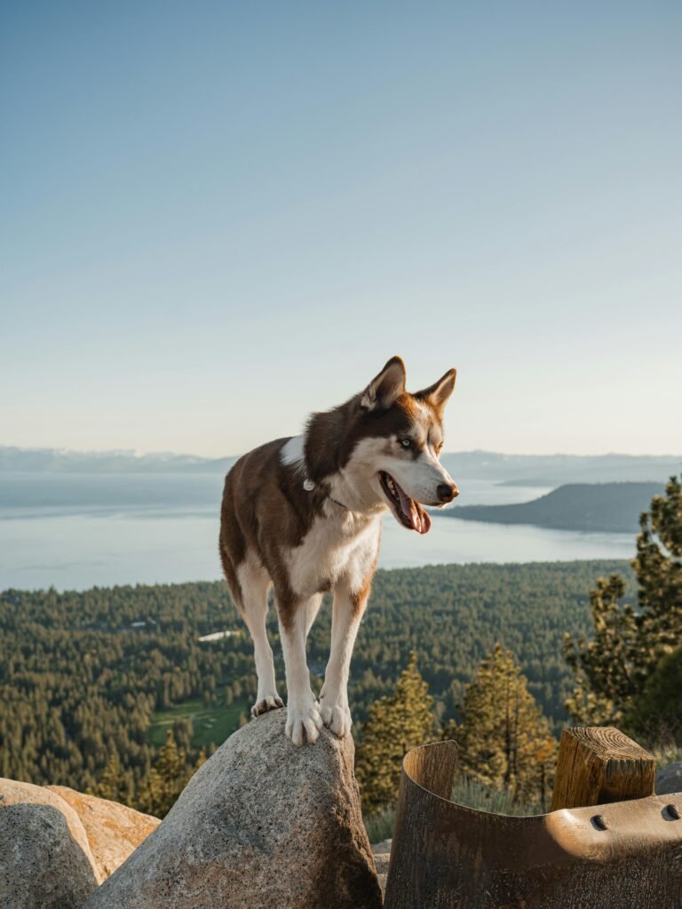 Siberian husky stands confidently on a mountain rock, enjoying panoramic lake views.