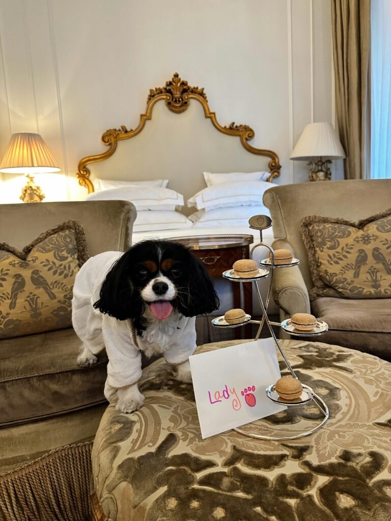 Cavalier King Charles Spaniel in a cozy hotel room with treats and personalized card.