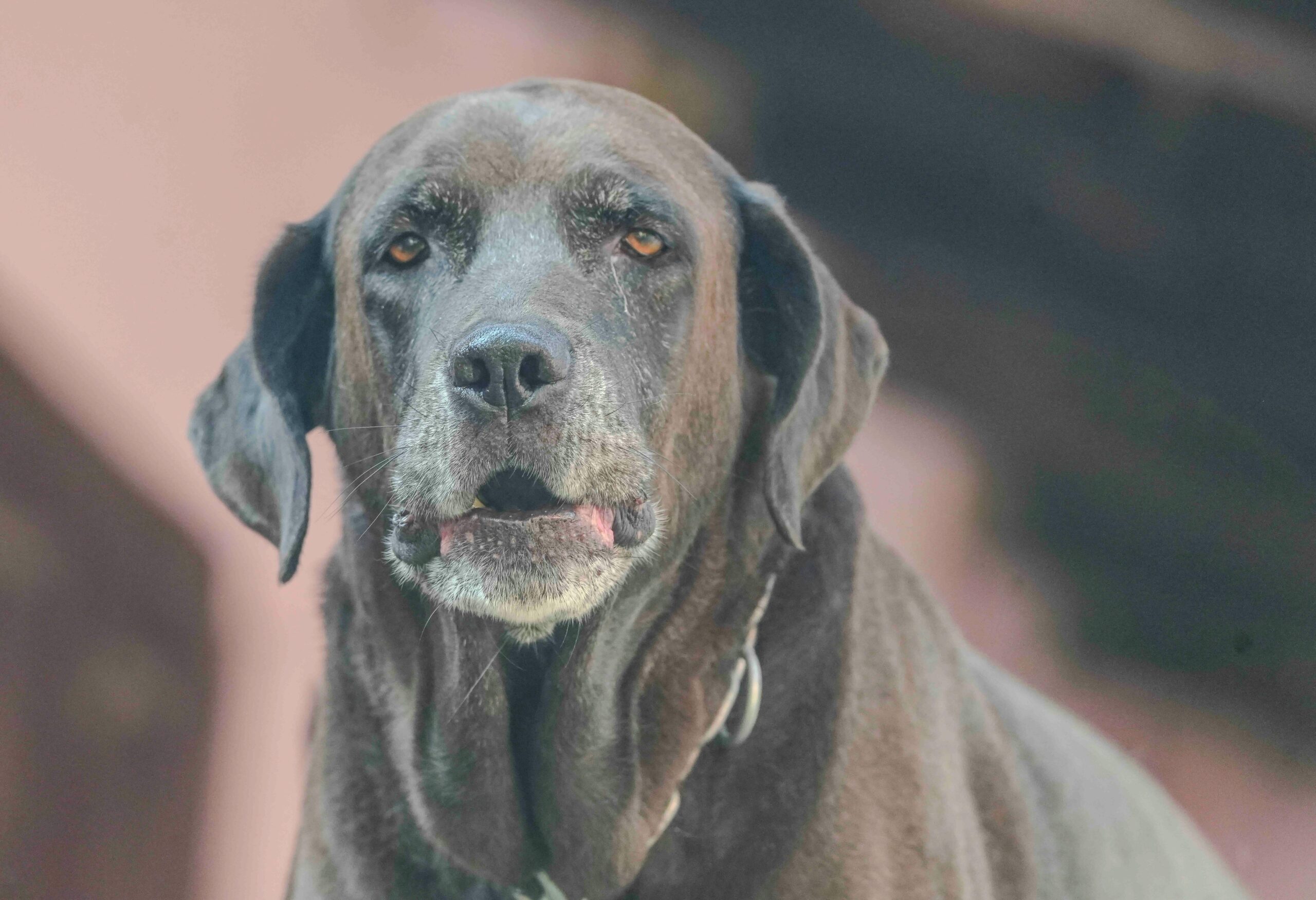 Senior Dogs: Helping Them Stay Mobile and Pain-Free