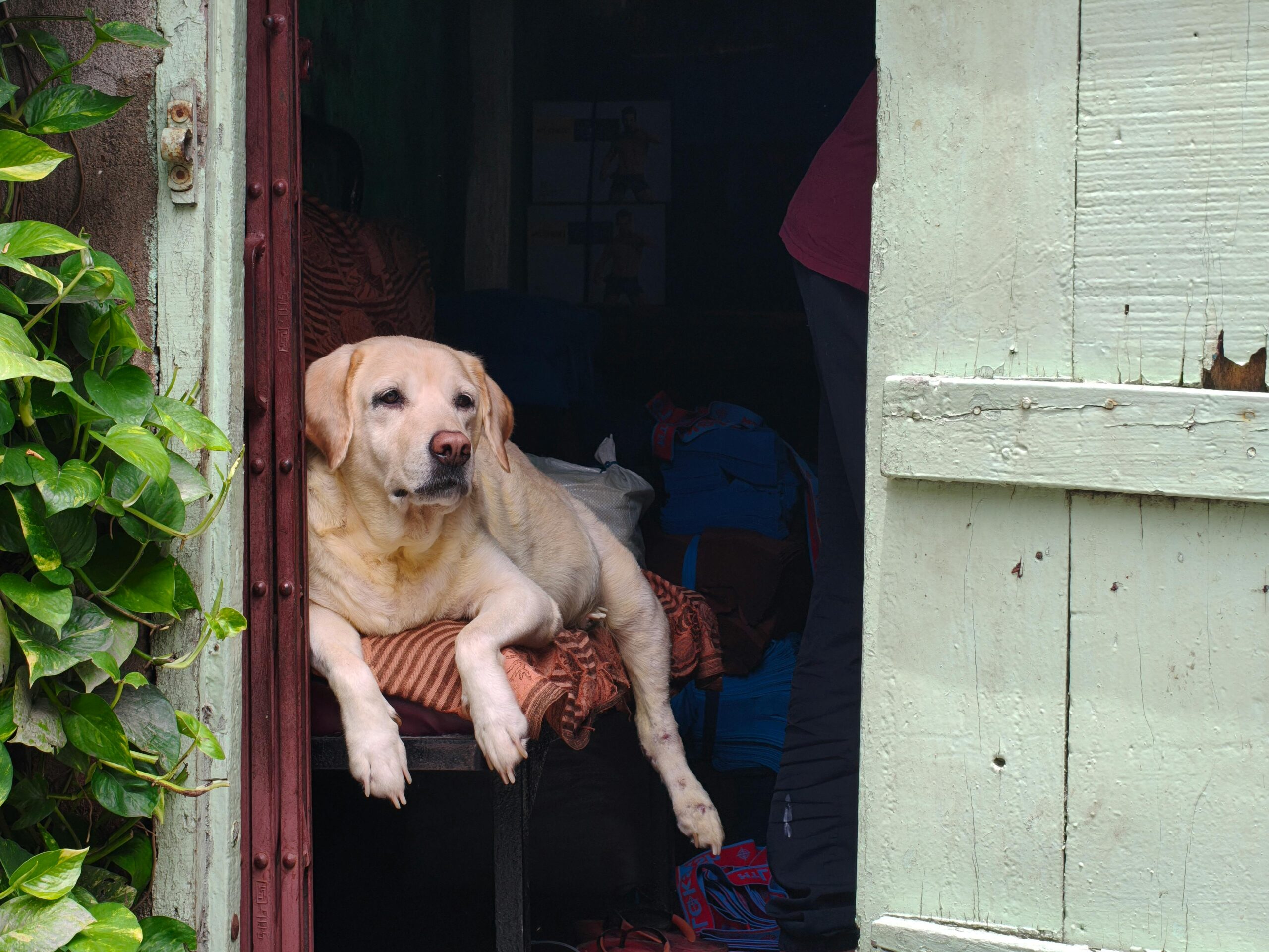 Indoor Rainy Day Games Your Dog Will Love