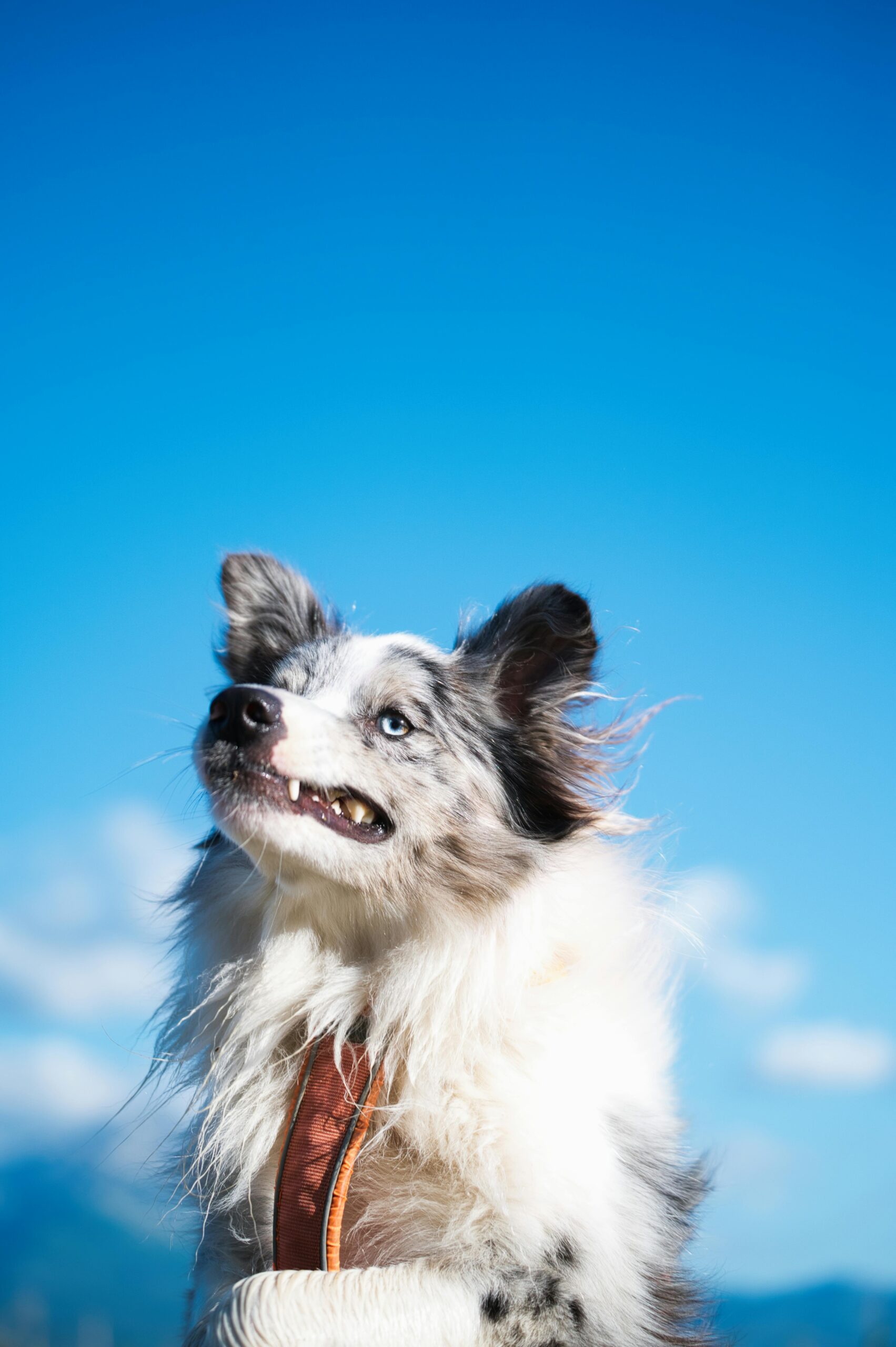Bright outdoor portrait of a playful Border Collie against a clear blue sky in Poprad, Slovakia.