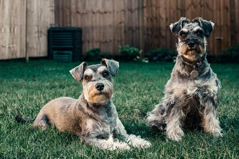 Two Schnauzers enjoying a sunny day in a London garden.