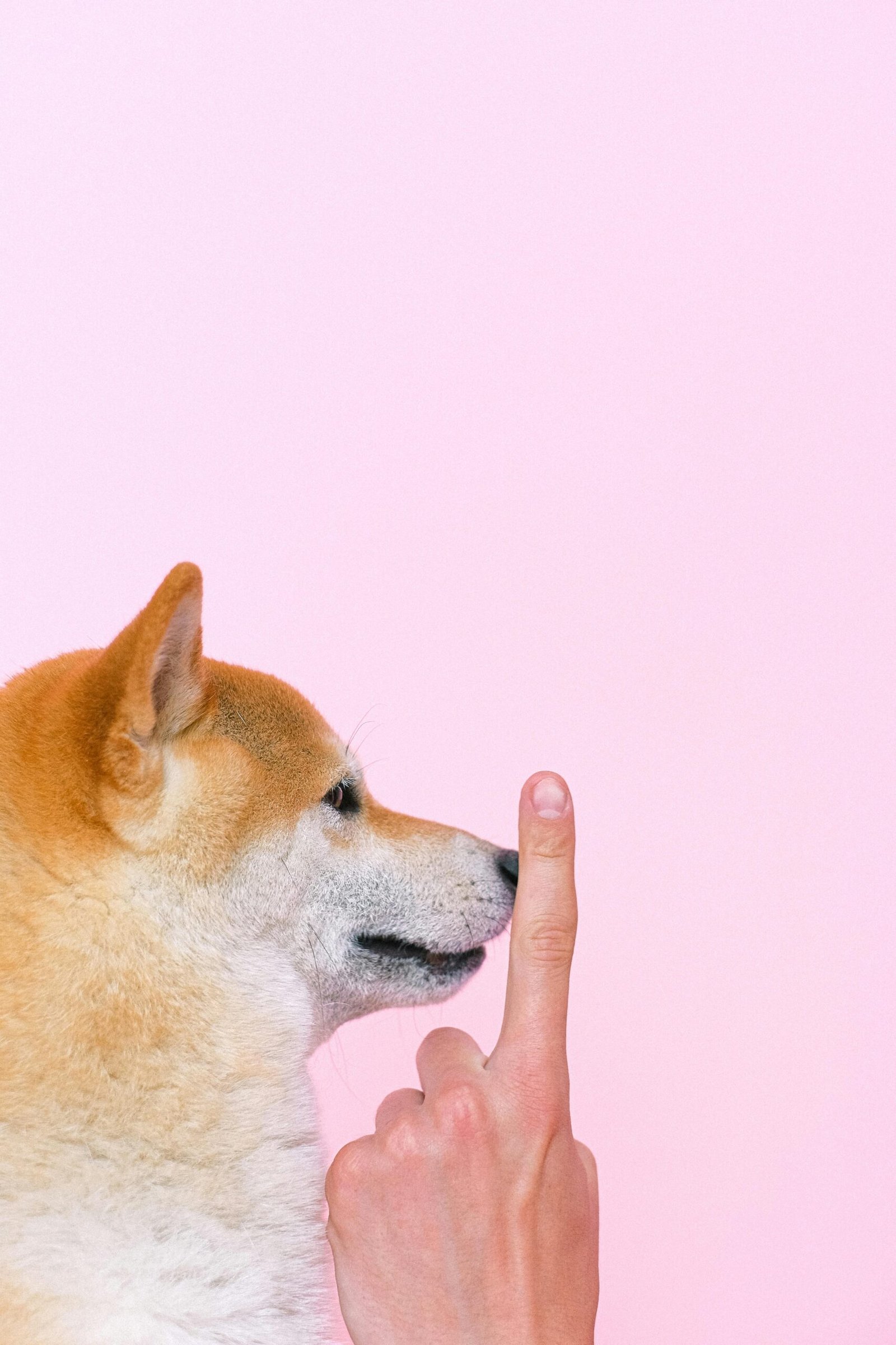 Side profile of a Shiba Inu with a person's finger on its nose against a pink background.