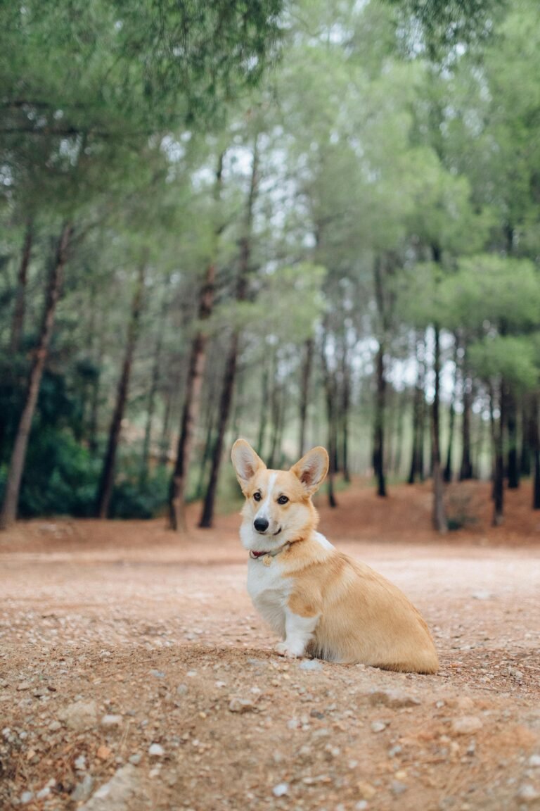 Cute Pembroke Welsh Corgi sitting in a serene forest setting, surrounded by trees.