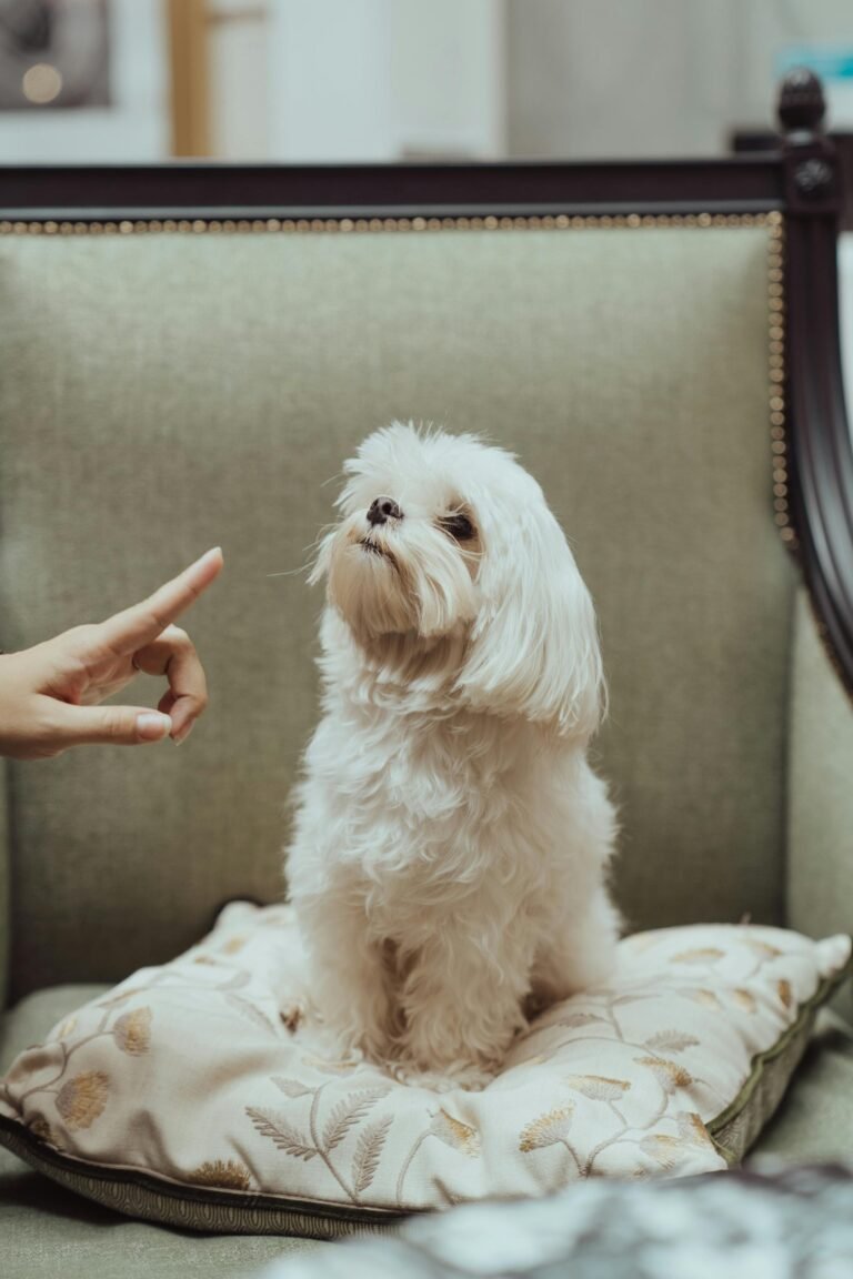 A cute Maltese dog seated on a cushion with a hand signaling it, inside a cozy room.