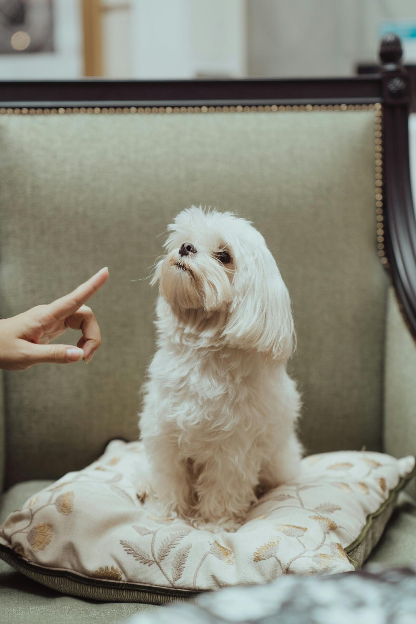 How to Use Hand Signals to Train Your Dog (And Why They Work)