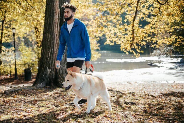 A man enjoys a peaceful walk with his Akita Inu dog in a sunny autumn park.