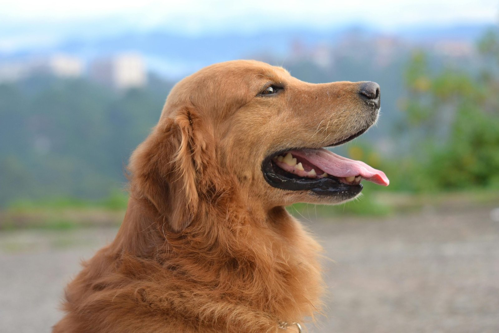 Adorable golden retriever enjoying a sunny day outdoors with its tongue out.