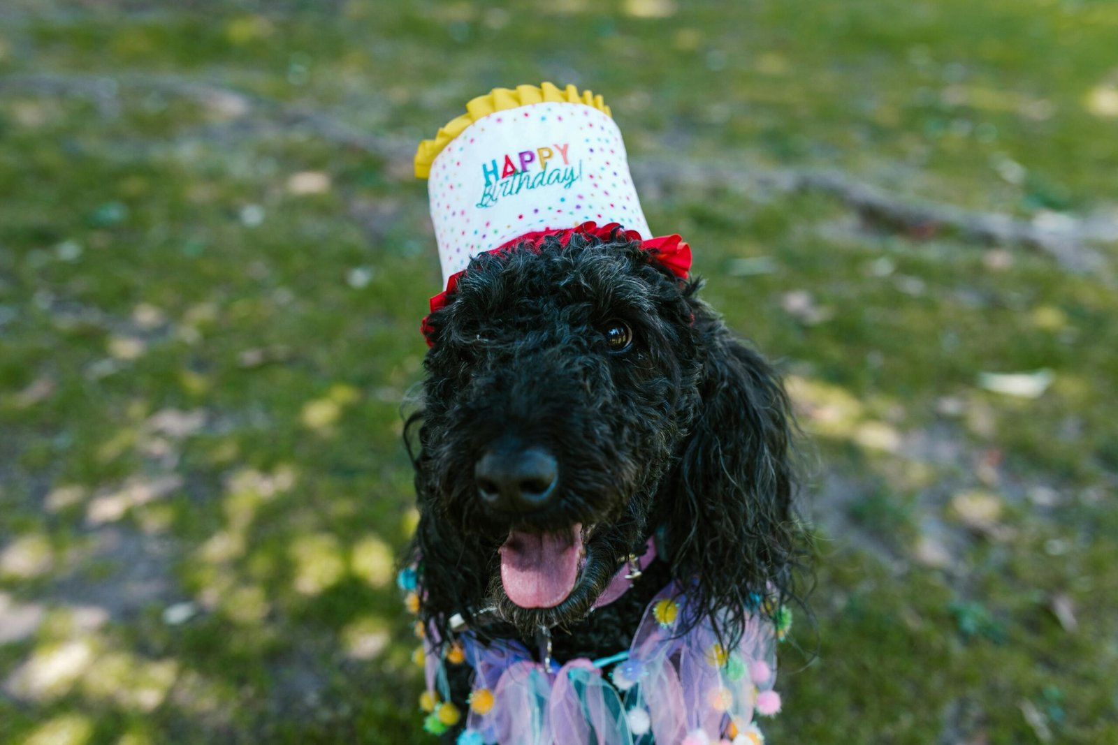 Paw-some Ideas for Celebrating Your Dog’s Birthday