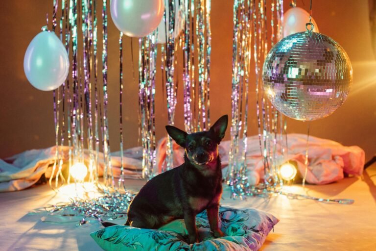 Adorable dog poses in a disco-themed studio with balloons and lights, ready for a fun party.