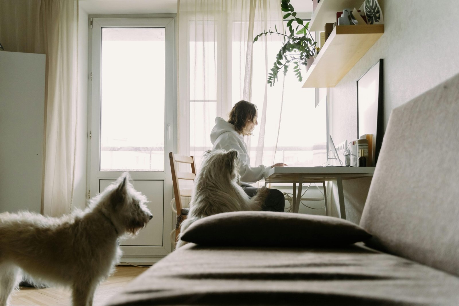 A woman works at her desk at home, accompanied by her two pet dogs.