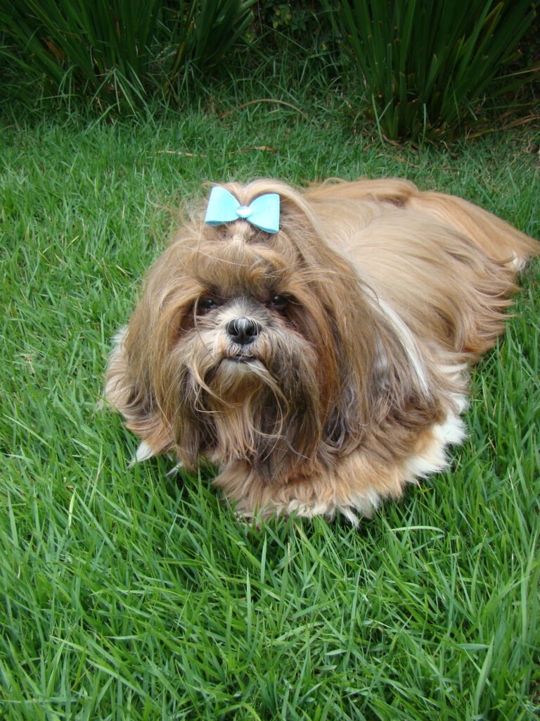 Shih Tzu dog with long flowing coat relaxing on green grass