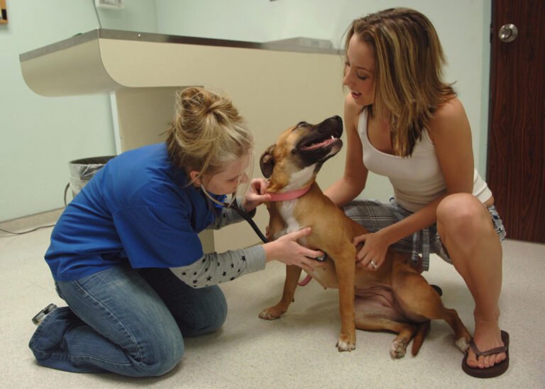 A veterinarian kneeling beside a dog with its owner during a check-up