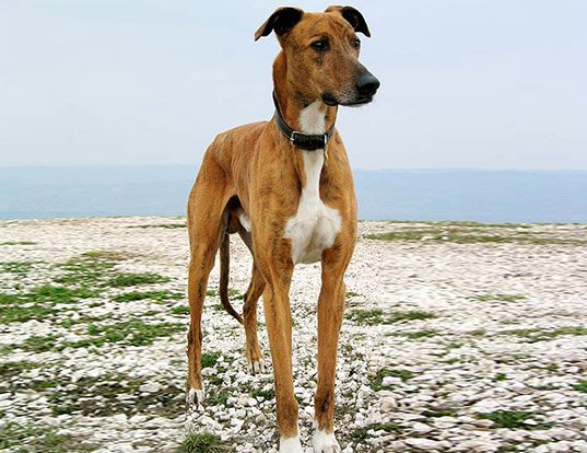 banjara hound dog