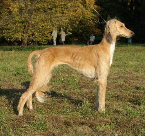 tazi tazy sighthound