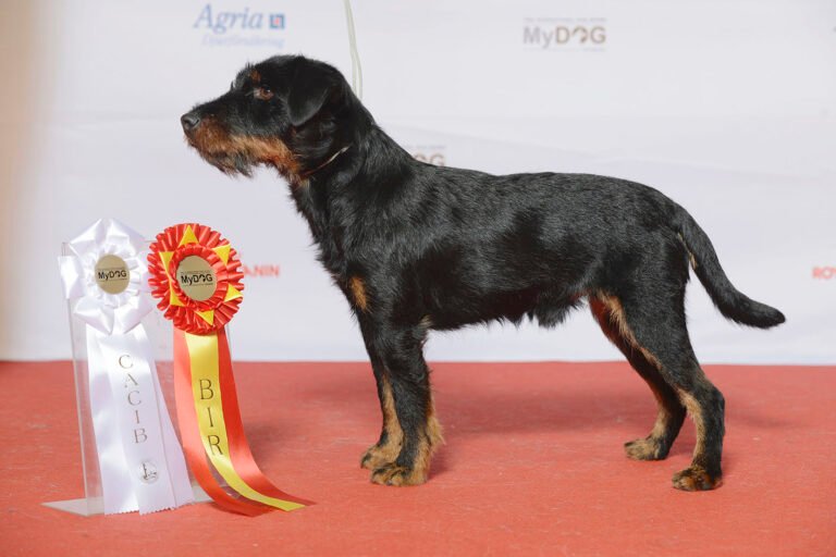 Jagdterrier german dog breed