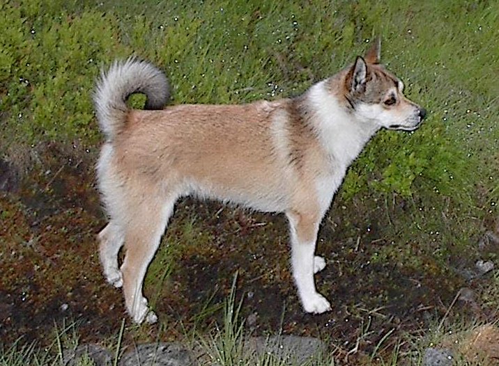 Lundehund-2003