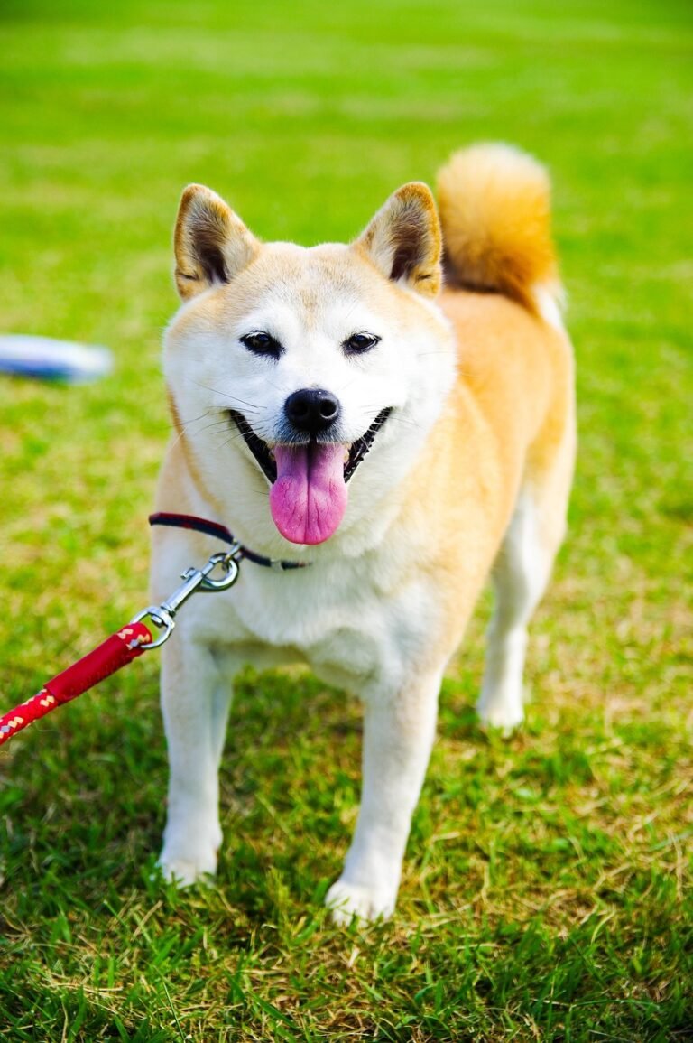 dog, pet, animal, shiba inu, nature, cute, healing