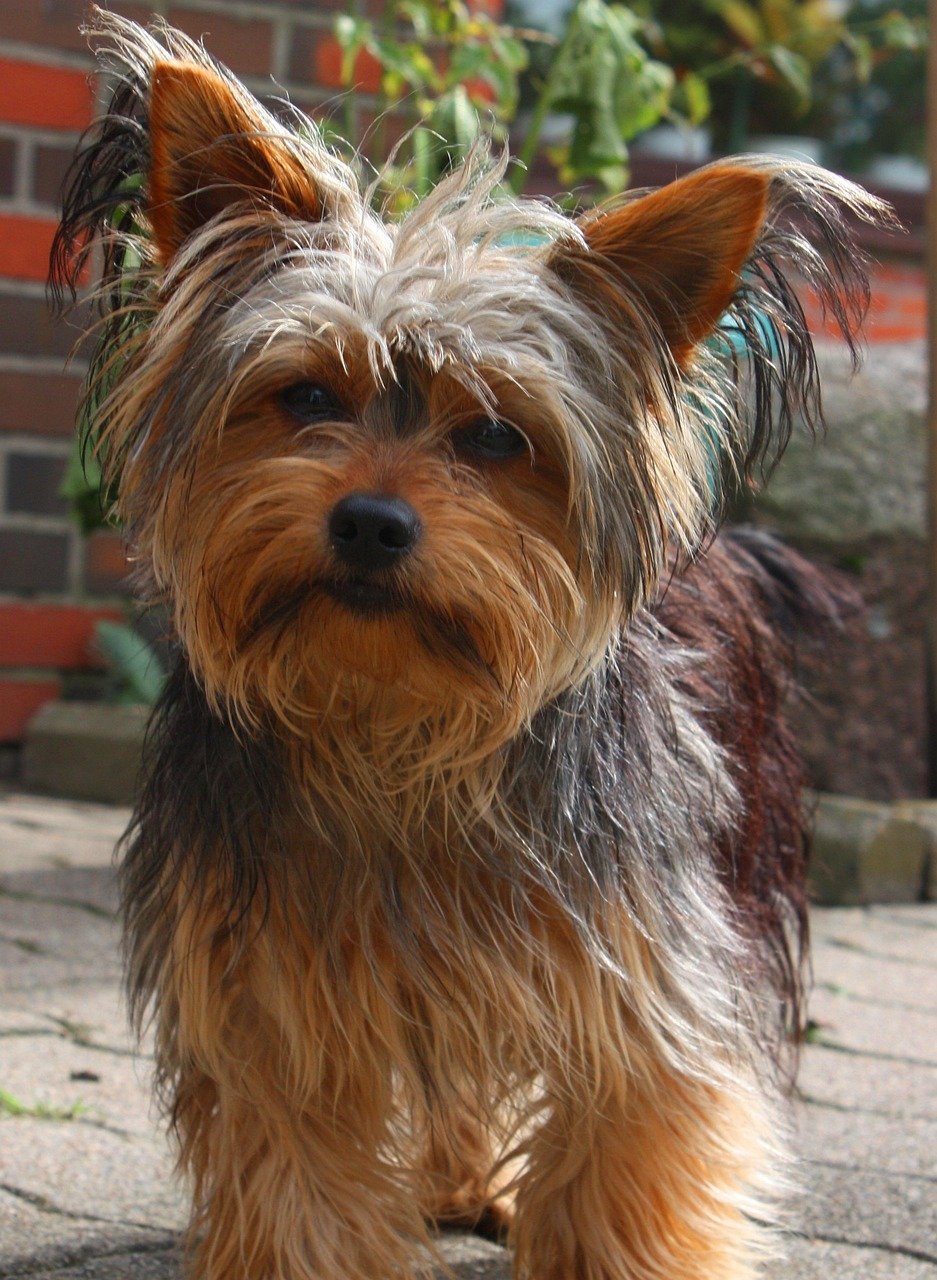 yorkshire terrier, pet, dog, domestic animal, animal, young, cute