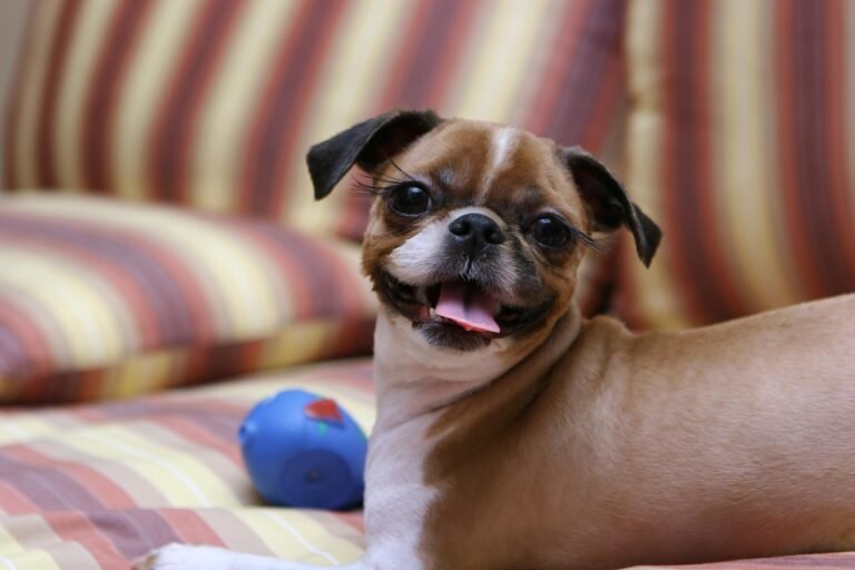 dog, puppy, bath, water, pet dog, pet, nature, animal, laugh