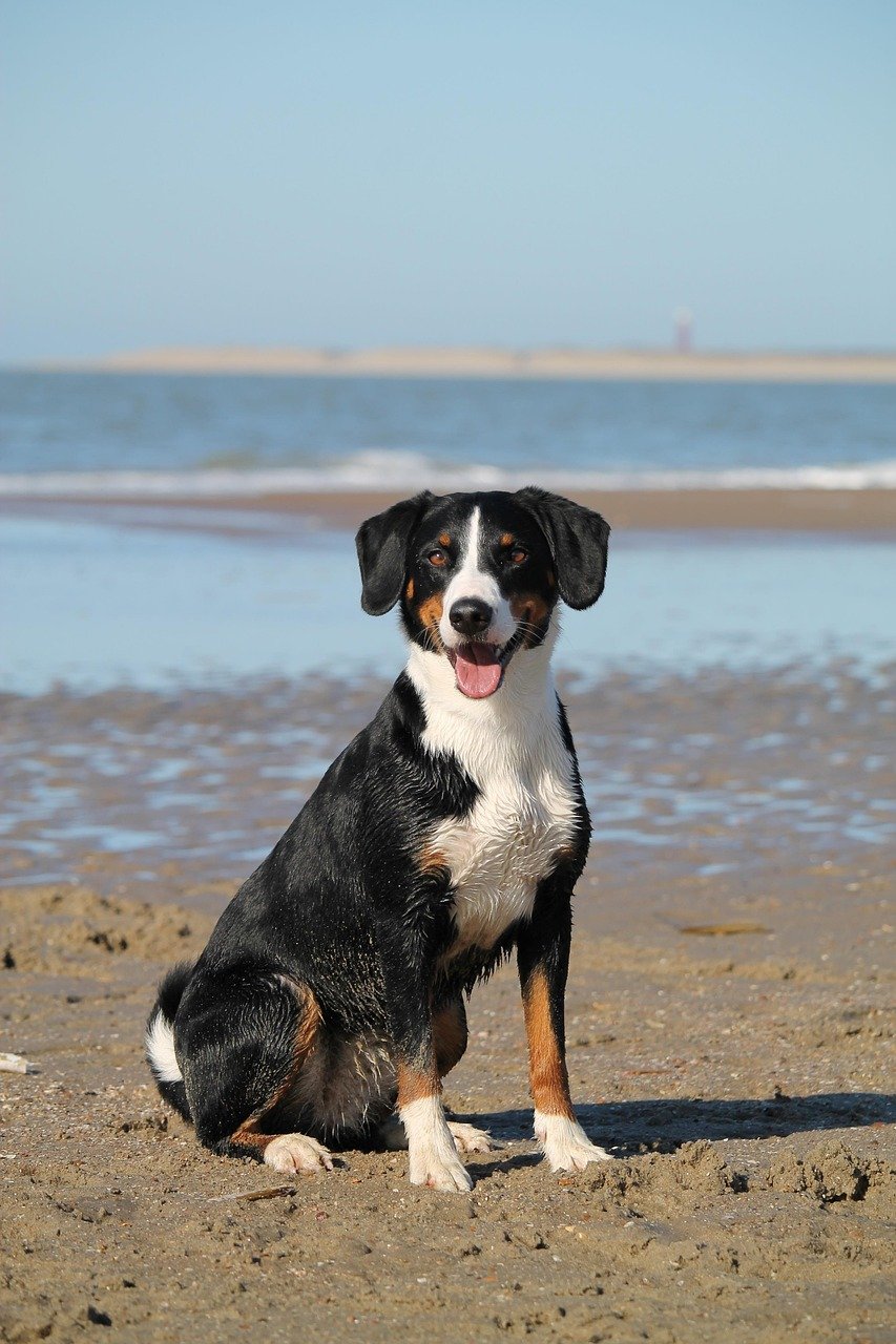 dog, beach, sea, domestic animal, animal, water, pet, appenzeller, nature, mountain dog, portrait