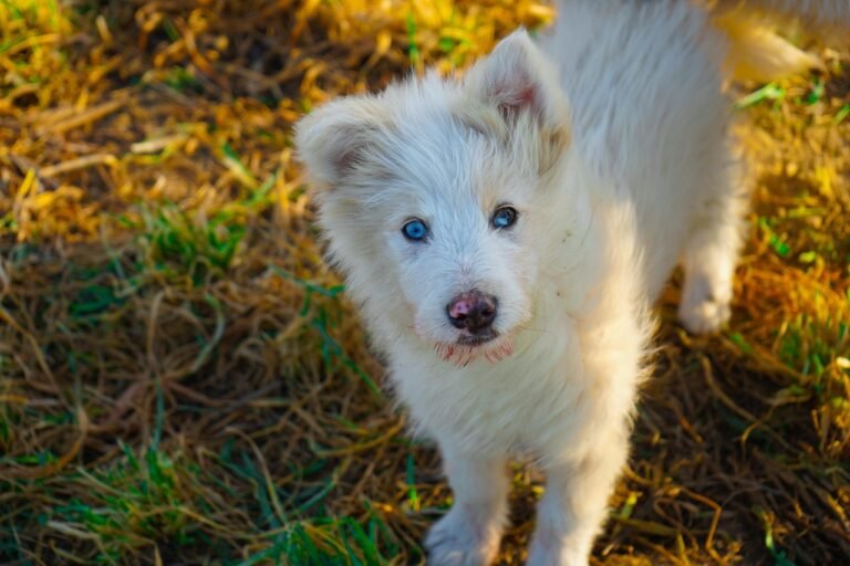 shepherd dog, puppy, dog, blue eyes, pet, intersection, bergamasco shepherd, mammal, white, nature, albino, animal, italian dog, long hair