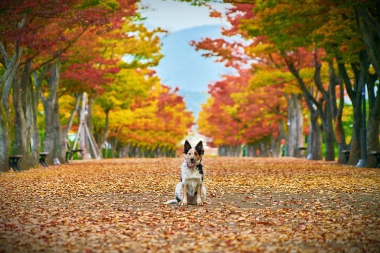 autumn, dog, nature, leaves, fall, animal, pet, canine, mammal