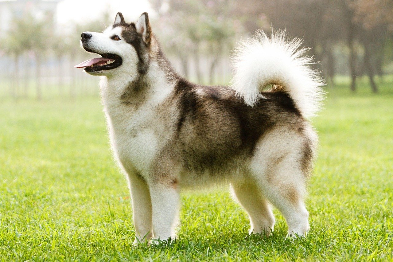 dog, canine, alaskan malmute, pet, animal, nature