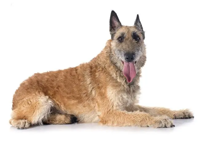Belgian Laekenois shepherd
