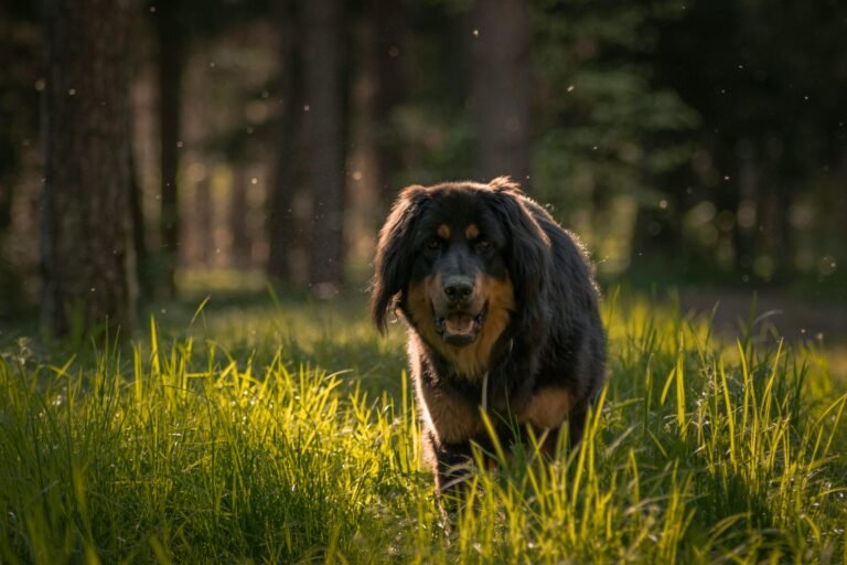 Tibetan Mastiff enjoying a walk in lush summer forest, captured in warm daylight.