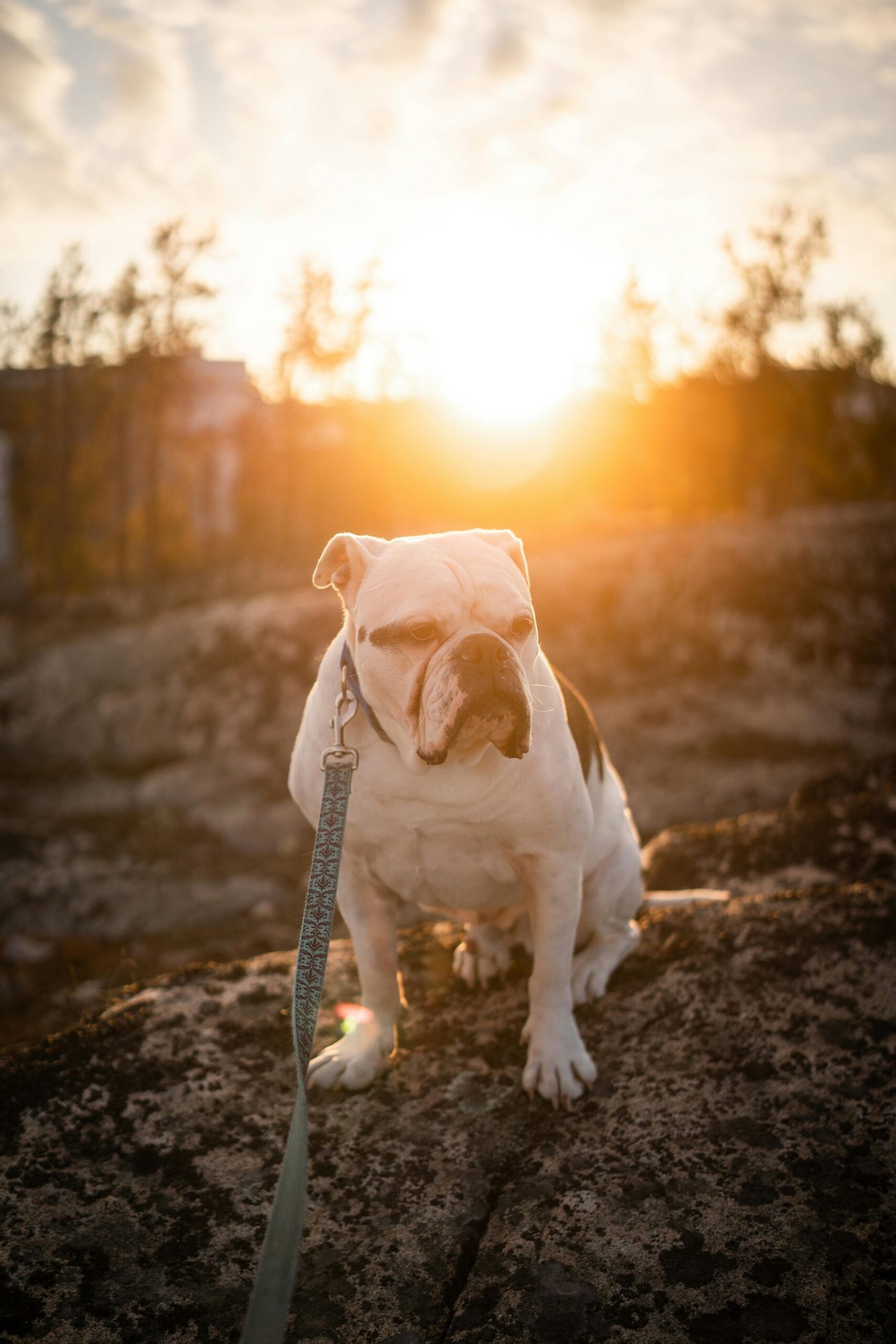 A bulldog sits calmly on a rock during a golden hour sunset, bathed in warm light.