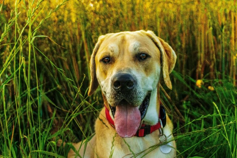 Adorable Golden Retriever dog in a field on a sunny day, looking playful and cute.