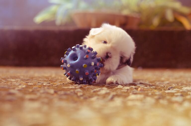 A cute fluffy puppy nibbling on a colorful spiky toy ball on a textured surface.
