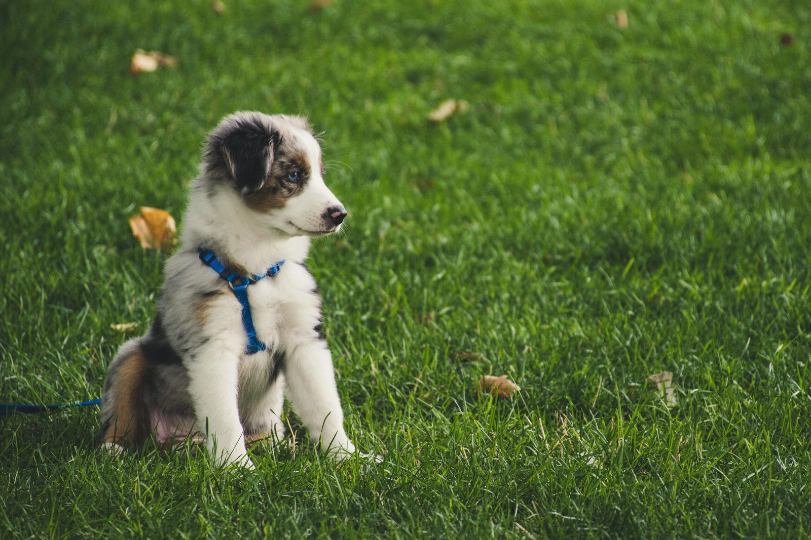Guide for First-Time Dog Owners: Key Considerations for the First 6 Months
