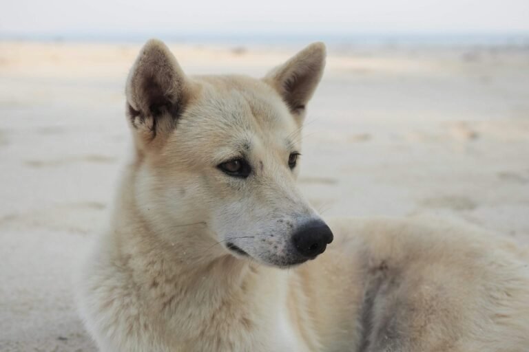 Serene close-up of a Canaan dog resting on a tranquil sandy beach.