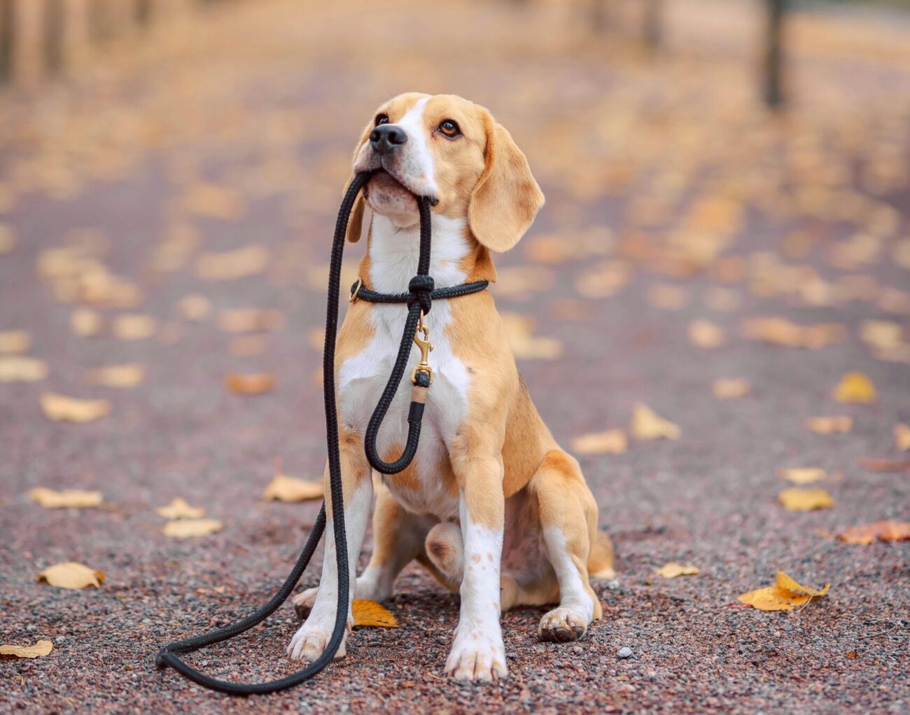 A beagle sits on an autumn park path holding its leash, surrounded by fallen leaves.