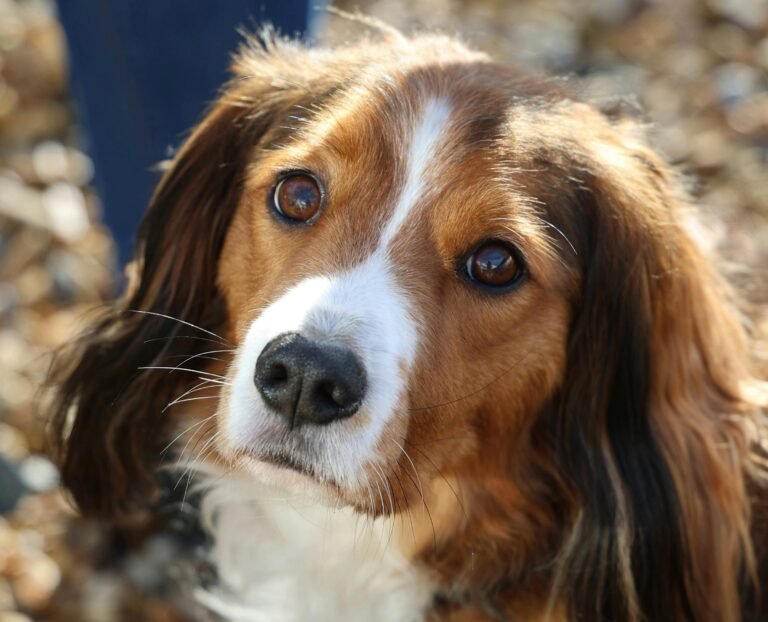 Warm close-up of a kooikerhondje dog's face in natural daylight.