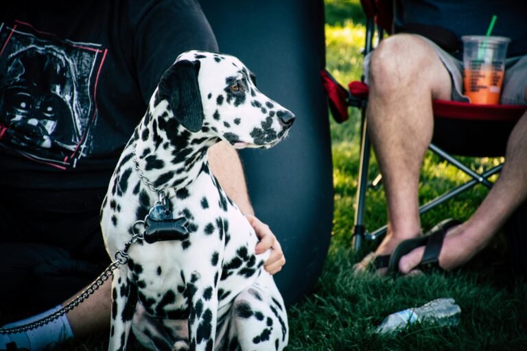 A Dalmatian dog sits calmly at a sunny park picnic, surrounded by people and enjoying the outdoors.