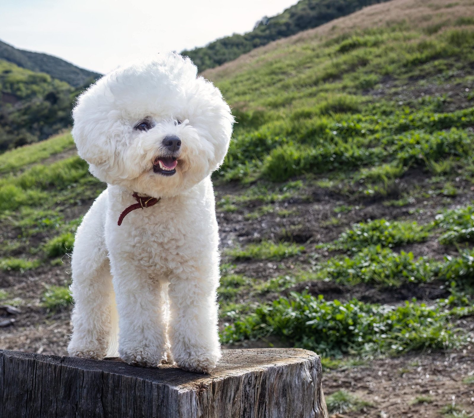 A fluffy Bichon Frise dog standing on a tree stump in a rural landscape.