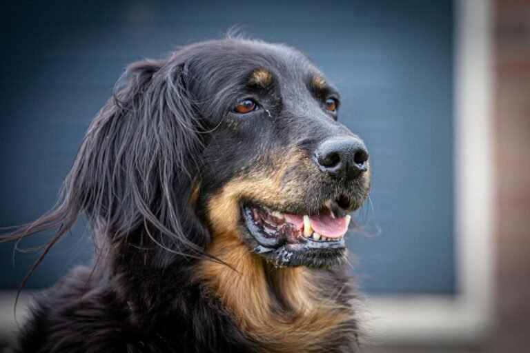 A friendly Hovawart dog with a joyful expression in an outdoor setting.