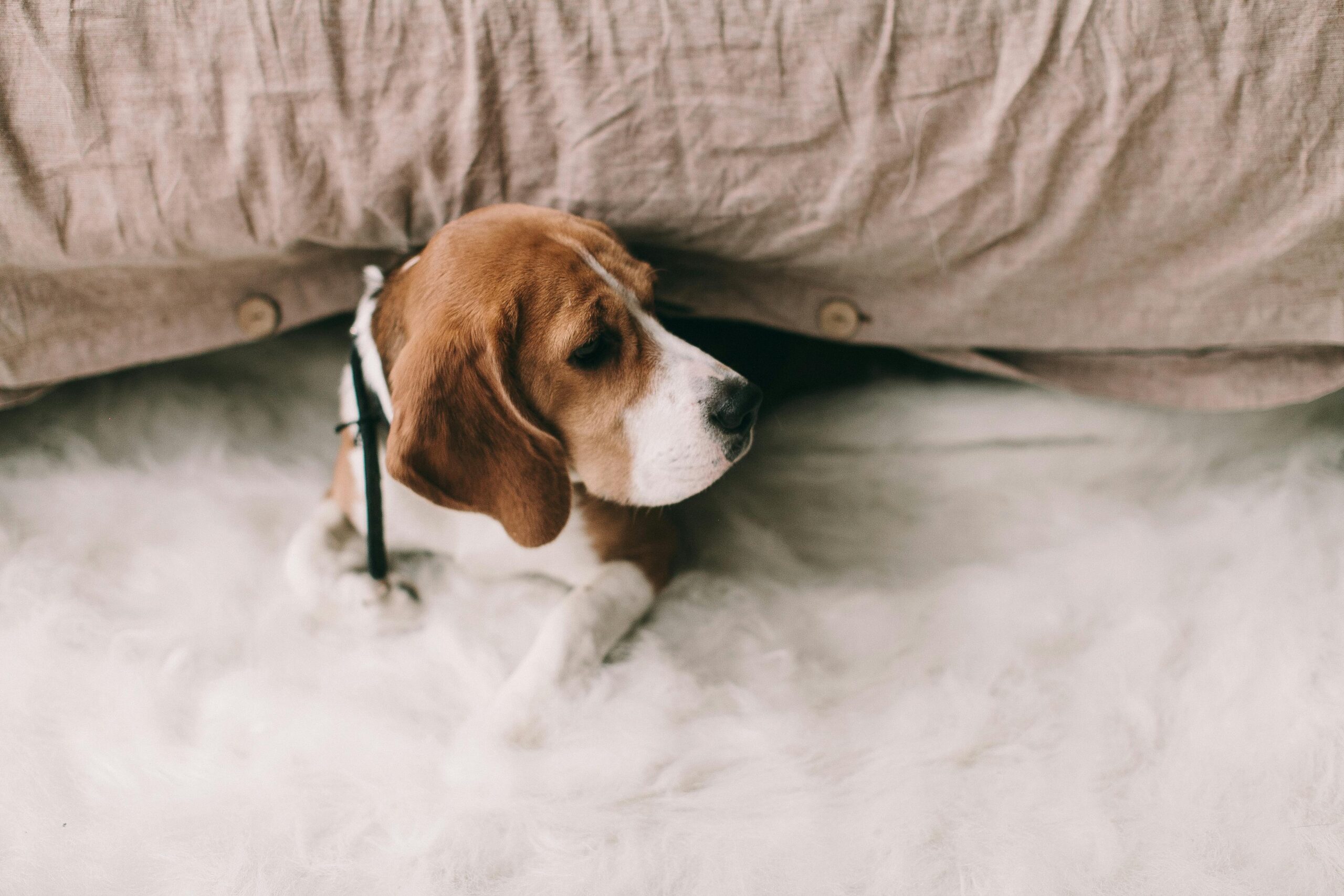 Beagle: History, Characteristics, Temperament & Care
