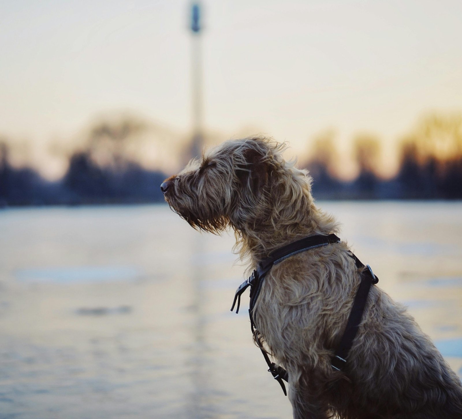 A loyal Irish wolfhound gazing across a serene lakeside during sunset.
