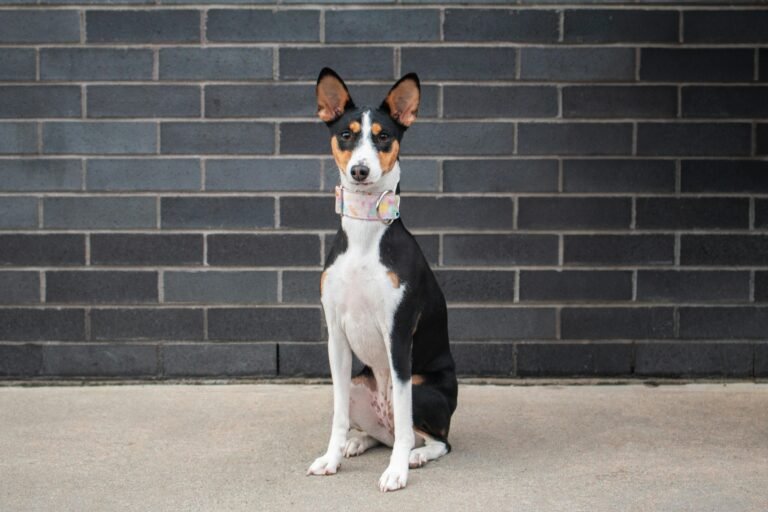 Tricolor Basenji dog sitting in front of a brick wall