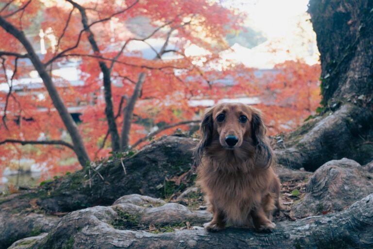 Dachshund sitting on a log in a vibrant autumn forest, Tokyo.