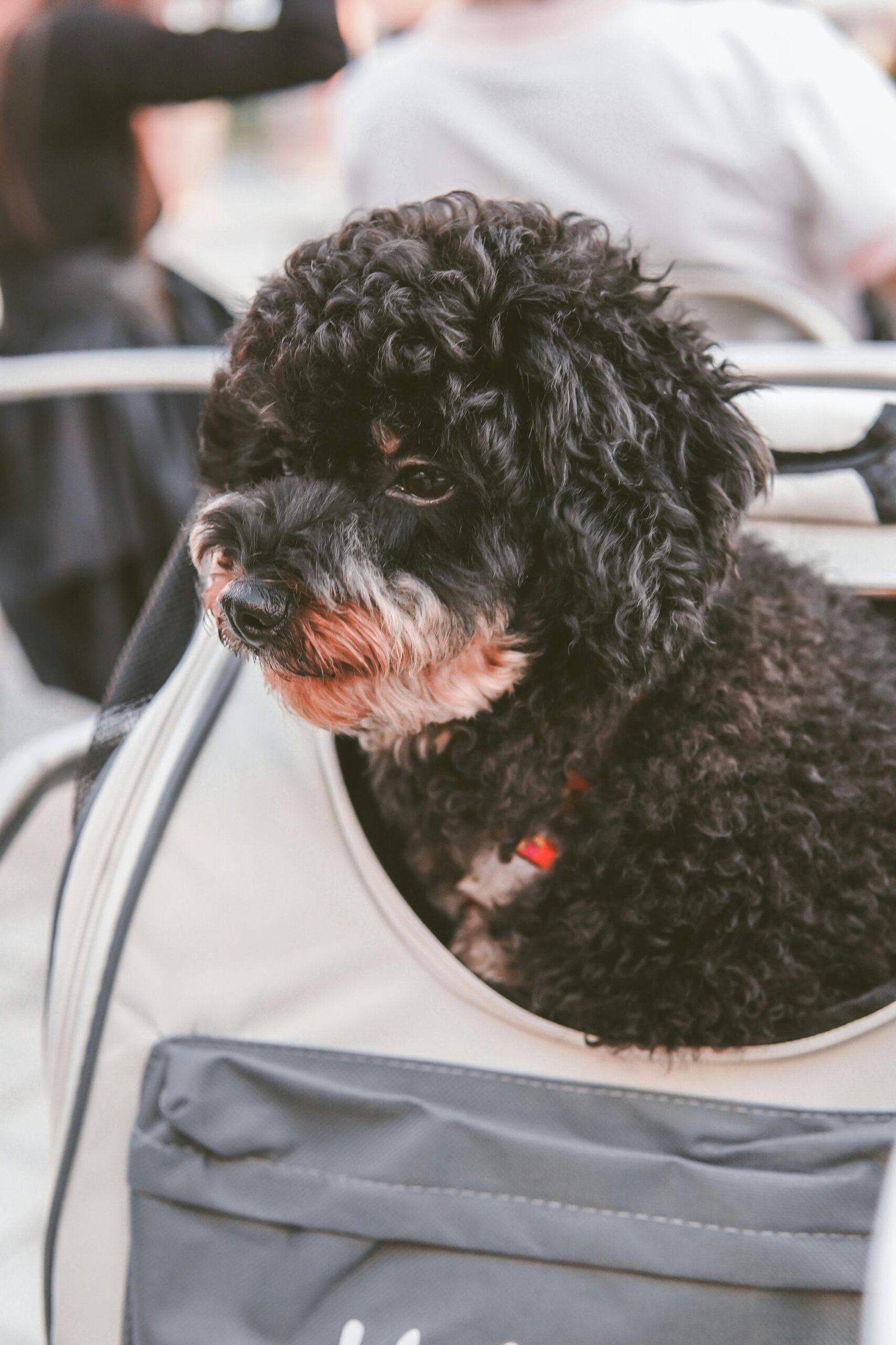Adorable black poodle sitting in a soft gray pet carrier outdoors. Perfect for pet travel themes.