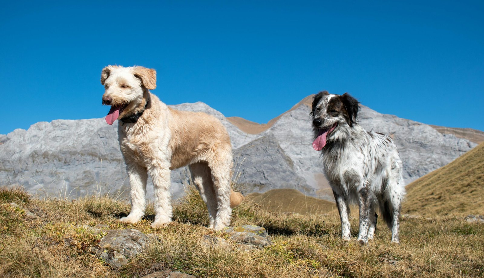 Top Dog-Friendly National Parks: Hiking Trails, Regulations, and Tips