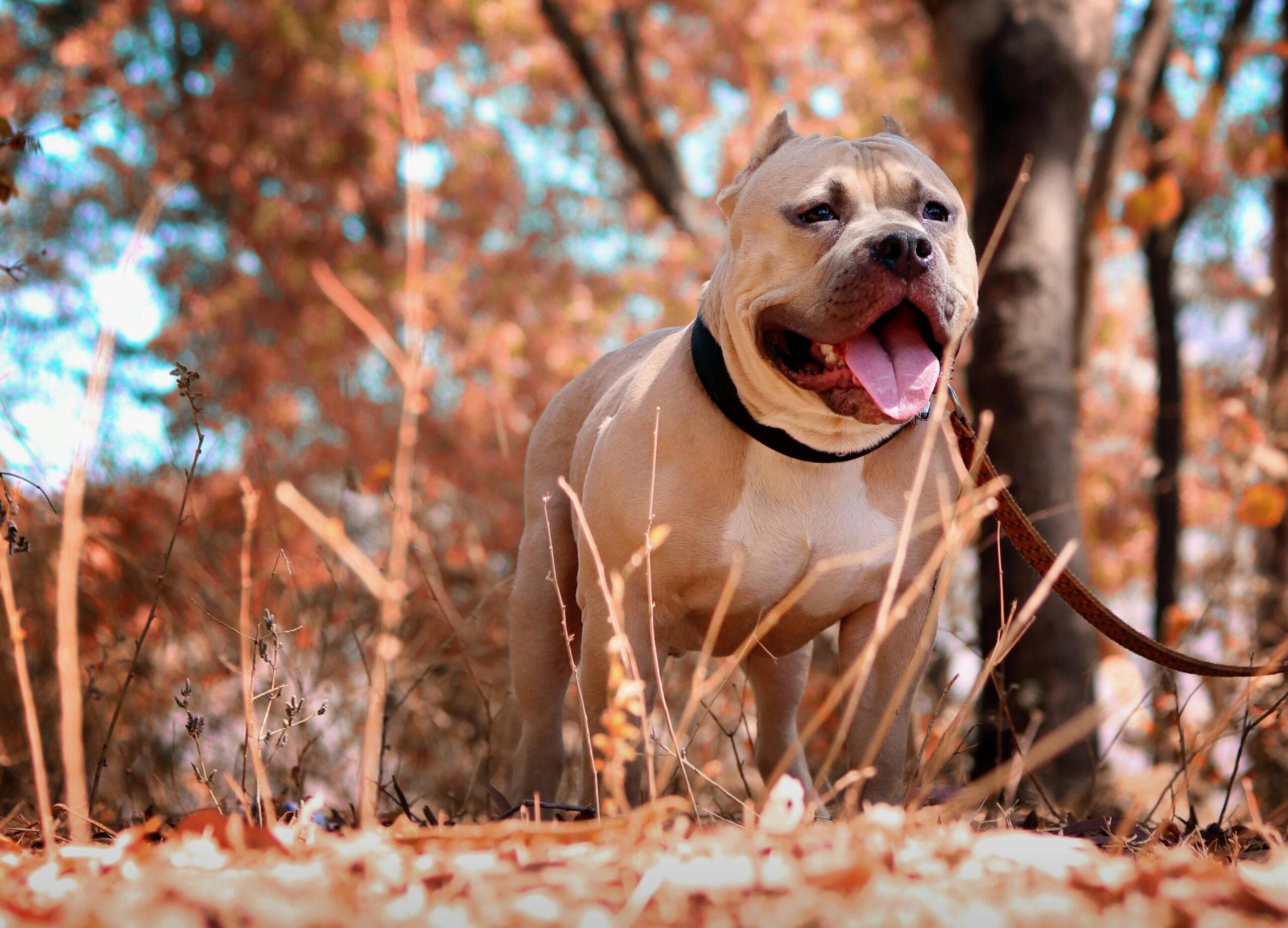 A joyful Pitbull on a leash playing outdoors during autumn surrounded by colorful leaves.