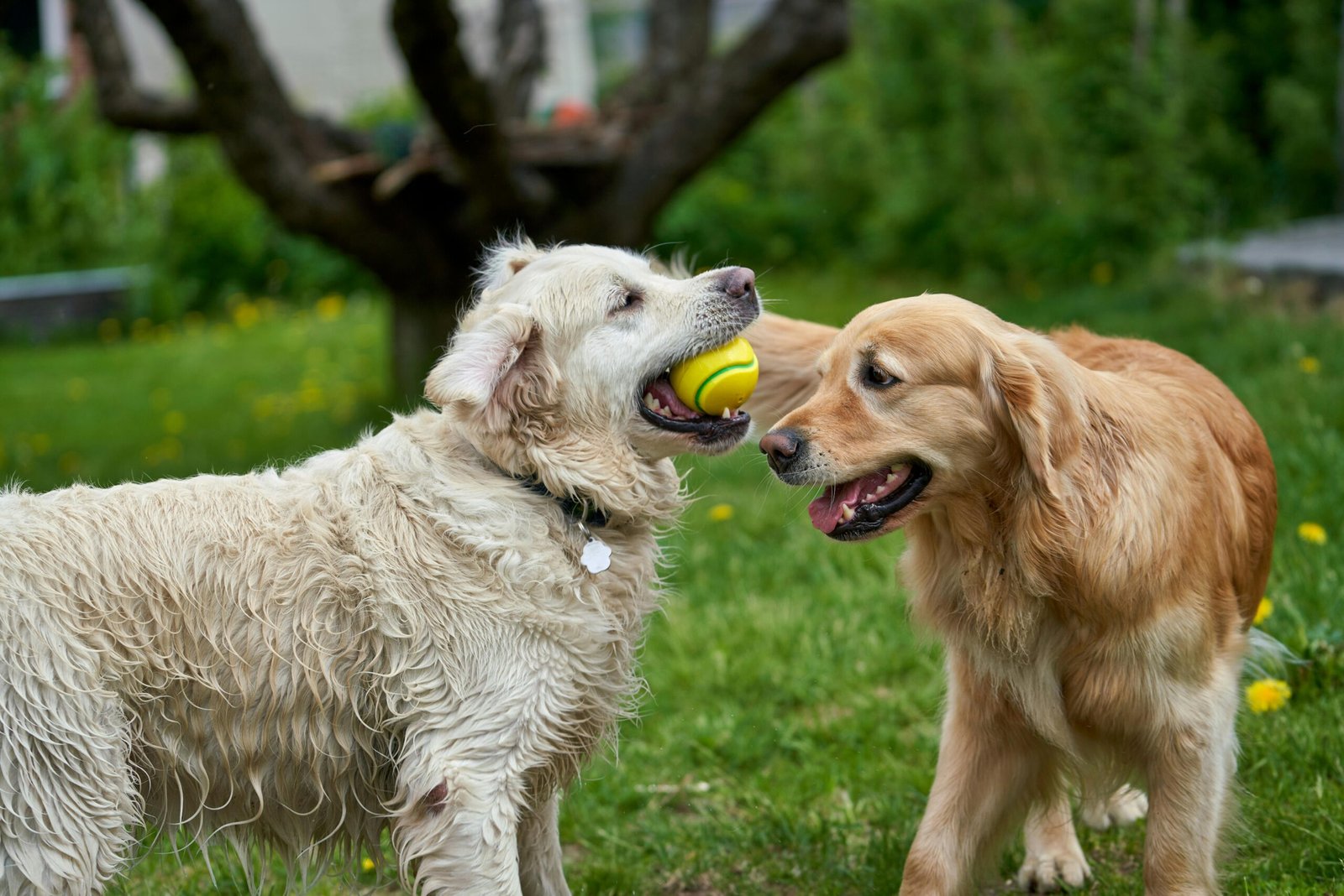 Outdoor Games for Energetic Dogs: Creative Ways to Keep Your Pup Entertained